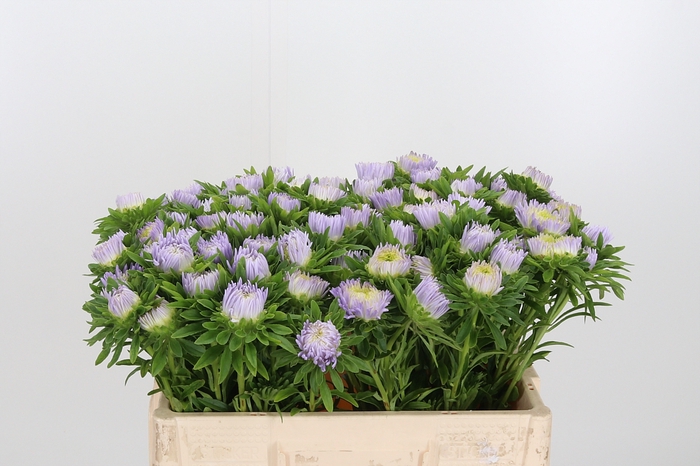 <h4>Callistephus Double Milka</h4>