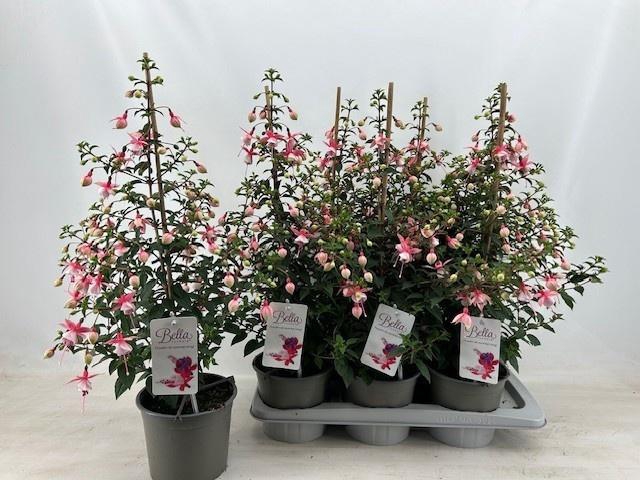 <h4>FUCHSIA ELMA</h4>