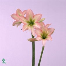Lilium Or Entertainer 19cm