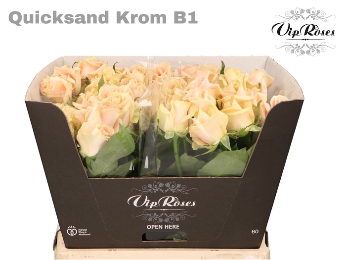 <h4>R GR QUICKSAND KROM B1</h4>