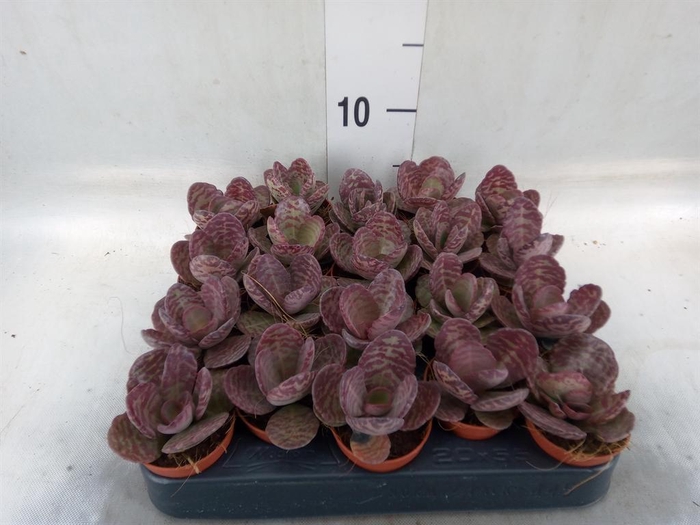 <h4>Kalanchoe NF   ...</h4>