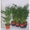 arr8 Dypsis Lutescens