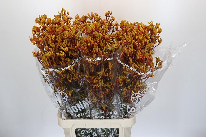 <h4>Kangaroo Paw Gold Fever</h4>