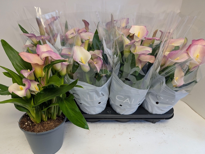 <h4>ZANT CAPT MARRERO</h4>