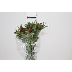 ALSTROEMERIA NATALYA 080 CM