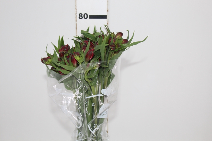 <h4>ALSTROEMERIA NATALYA 080 CM</h4>