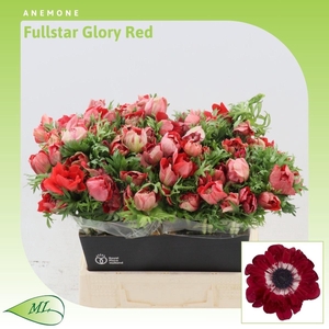 Anemone Fullstar Glory Red