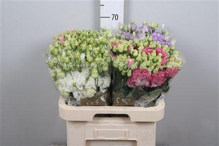 Eus G Mix (v.d. Berg)