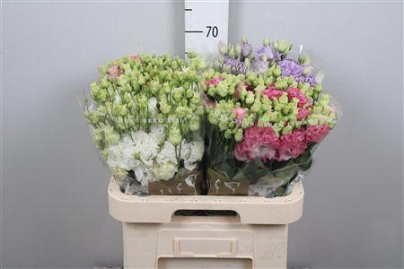 <h4>Eus G Mix (v.d. Berg)</h4>