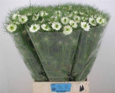 <h4>Nige D Mystery White</h4>