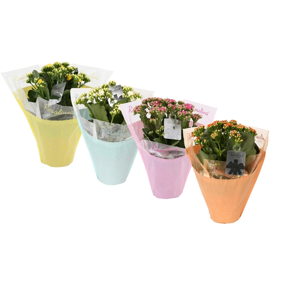 <h4>KP-729.4 - Kalanchoe Rosalina 12cm in pastel gifts paas mix</h4>