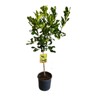 Citrus hystrix