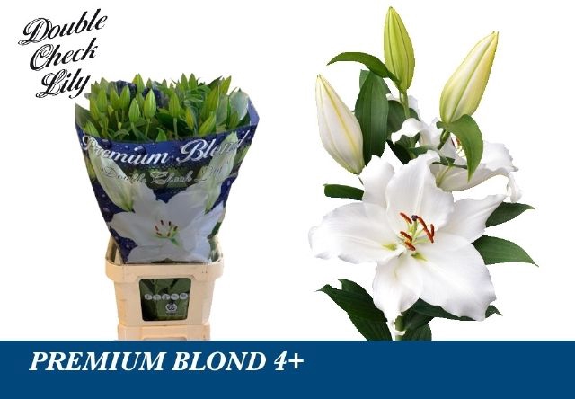 <h4>LI OR PREMIUM BLOND</h4>