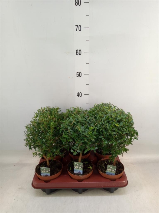 <h4>Myrtus communis</h4>