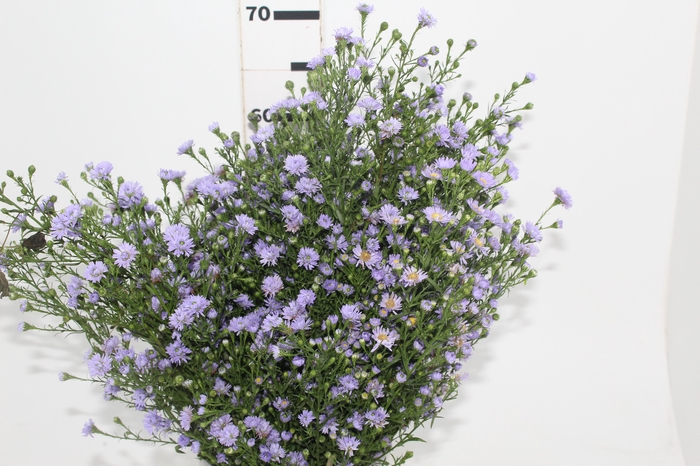 <h4>ASTER LILAS MAÇO</h4>