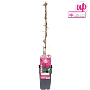 Clematis jackmanii Ernest Markham