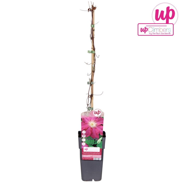 <h4>Clematis jackmanii Ernest Markham</h4>