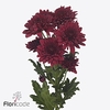 Chrys sp lamira red