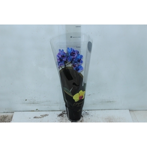 PHALAENOPSIS MINI P09 TINGIDA AZUL