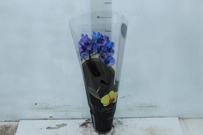 <h4>PHALAENOPSIS MINI P09 TINGIDA AZUL</h4>