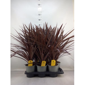 Cordyline austr. 'Red Star'