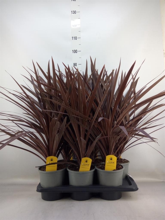 <h4>Cordyline austr. 'Red Star'</h4>