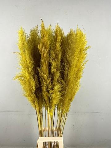 <h4>DF Pampas 130cm Ocher Yellow</h4>