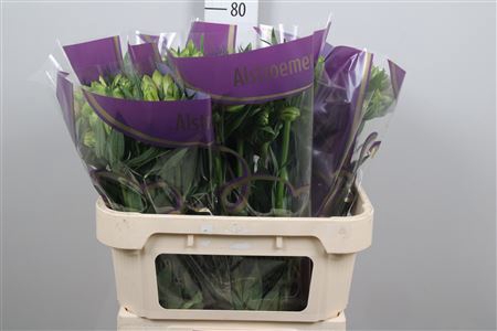 <h4>Alstr Pernilla</h4>