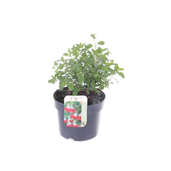 <h4>Salvia microphylla Hotlips</h4>