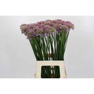 Allium Senescens