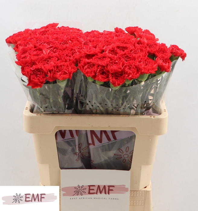 <h4>DI ST BOUZERON</h4>