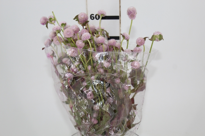 <h4>PERPETUA ROSA</h4>