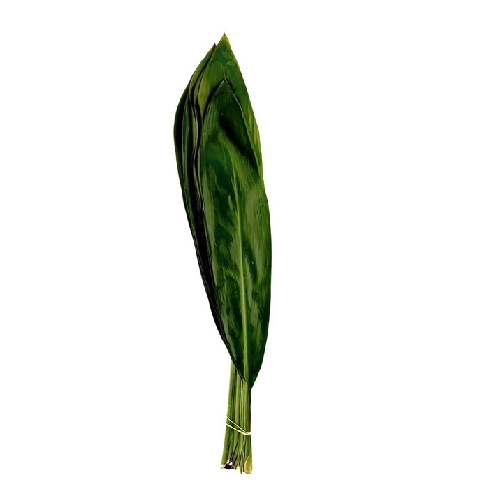 Cordyline Green Tie Adg 80cm