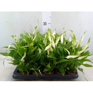 Spathiphyllum  'Chopin'