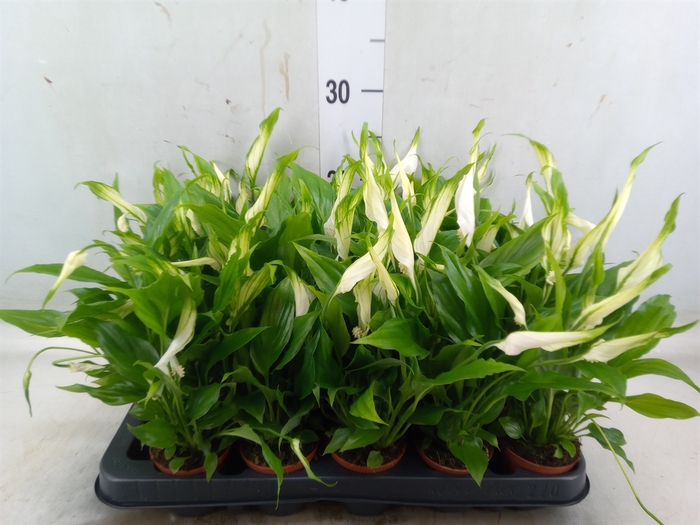 <h4>Spathiphyllum  'Chopin'</h4>