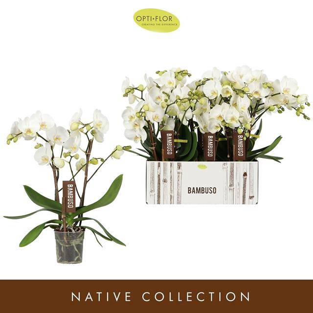 <h4>PHAL OPTI BAMBUSO INYO 2 SPIKE</h4>