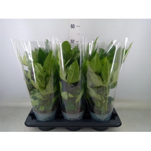 Fatsia japonica   ...