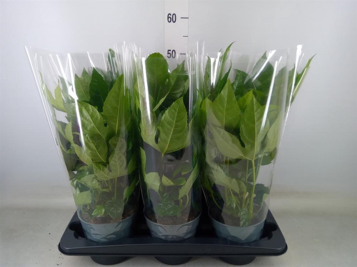 <h4>Fatsia japonica   ...</h4>