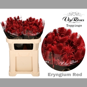 ERYNGIUM SUPERNOVA RED 60cm