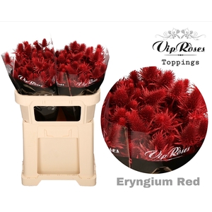 Eryngium Supernova Red 60cm