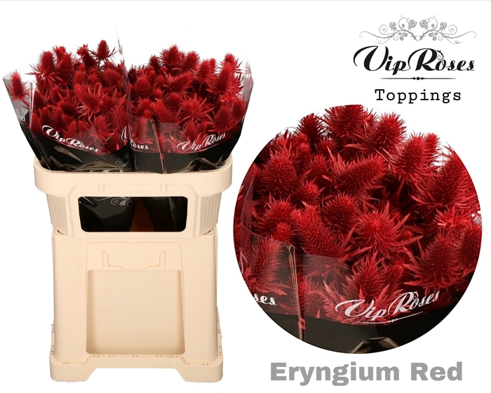 ERYNGIUM SUPERNOVA RED 60cm