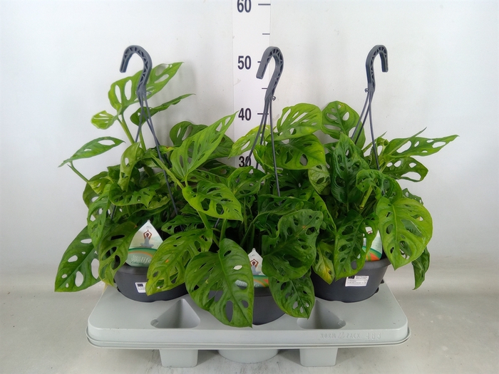<h4>Monstera adansonii 'Aurea'</h4>