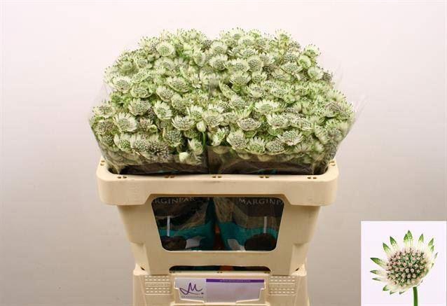 <h4>ASTRANTIA BILLION STARS XL</h4>