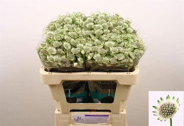 <h4>ASTRANTIA BILLION STARS XL</h4>