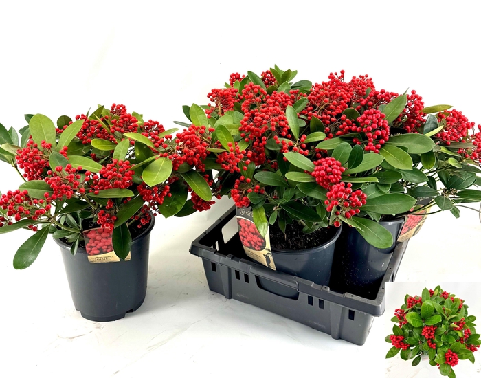 <h4>SKIM J DESIRE</h4>