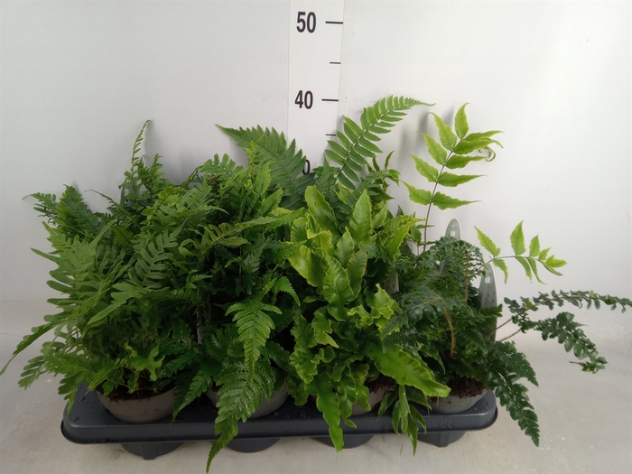 <h4>Ferns   ...mix</h4>