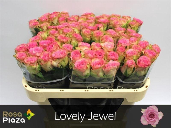<h4>R GR LOVELY JEWEL</h4>