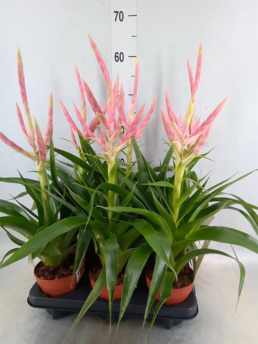 <h4>Tillandsia  'Dolce'</h4>