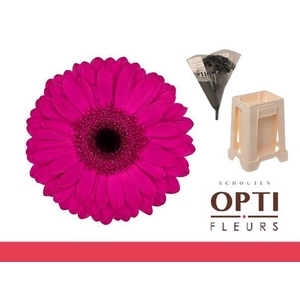 Gerbera Bon Dia Water / Hoes