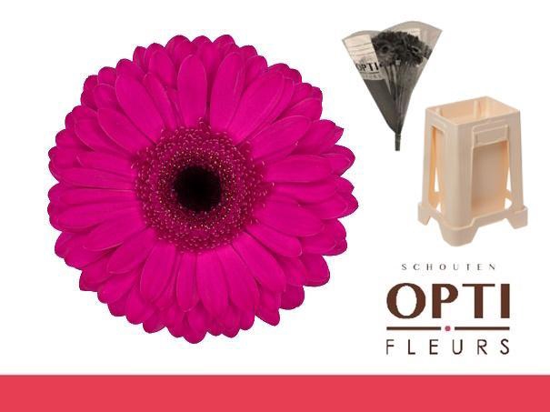 <h4>Gerbera Bon Dia Water / Hoes</h4>